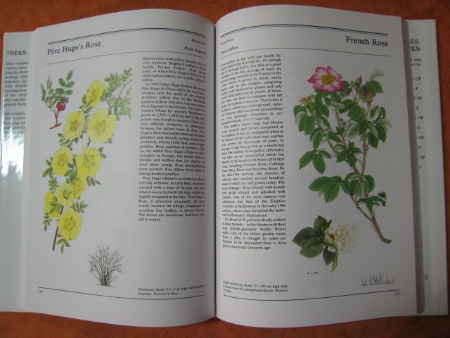 Encyklopedie STROMY A KEŘE - anglicky