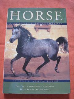 KŮŇ - HORSE